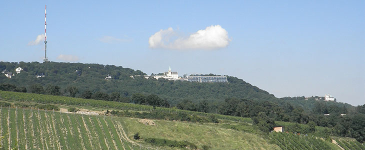 Bild: Blick über die Weinberge auf den Kahlenberg