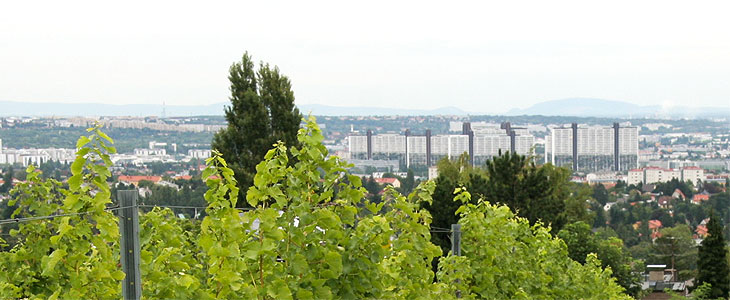 Bild: Blick von Weinbergen auf Siebenhirten
